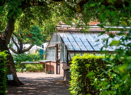 Humidity blossoms at Chelsea Physic Garden
