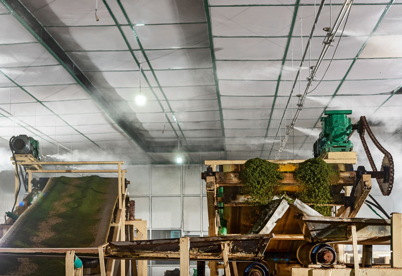 The JetSpray compressed air and water spray humidifier is maintaining the ideal humidity in the CTC and CFM areas to prevent moisture loss from the tea during processing and fermentation. The JetSpray compressed air and water spray humidifier is maintaining the ideal humidity in the CTC and CFM areas to prevent moisture loss from the tea during processing and fermentation.